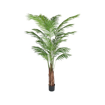 Götessons Areca Palm 210 cm