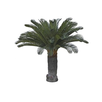 Götessons Cycas Palm plante