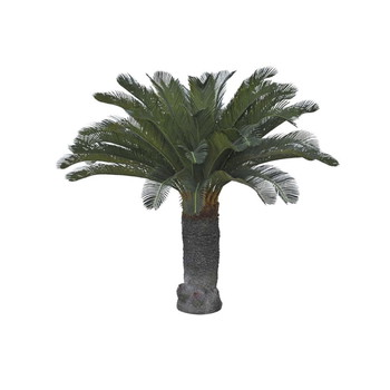Götessons Cycas Palm plante
