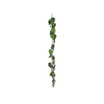 Götessons Vinrankekrans plante